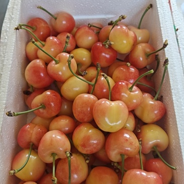青岛辉煌1-5**精品