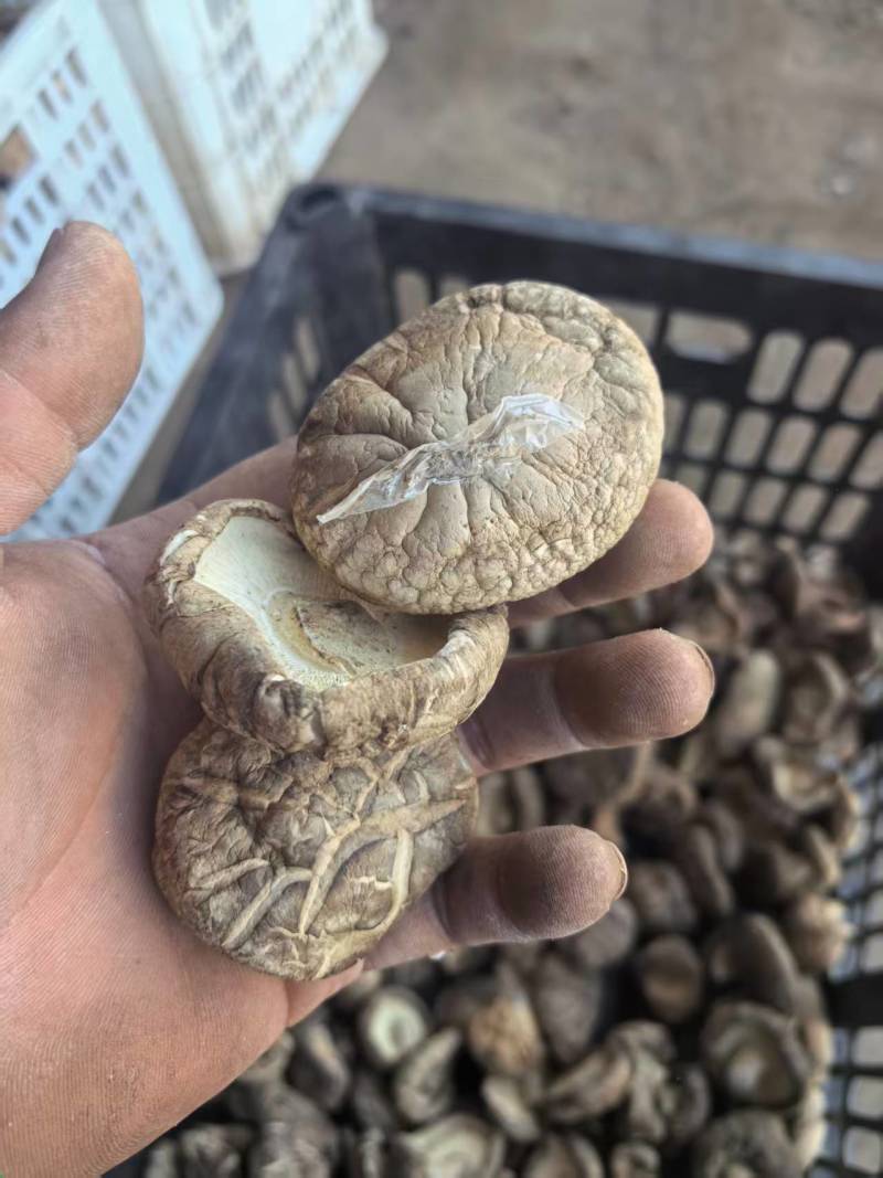 河南干香菇肉厚口感好自然晾晒量大优惠品质保障