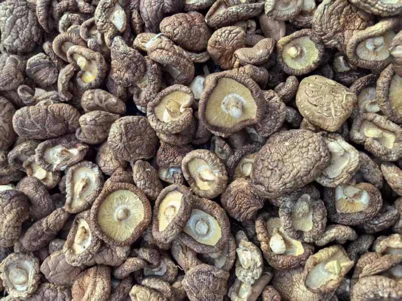 河南干香菇肉厚口感好自然晾晒量大优惠品质保障