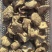 河南干香菇肉厚口感好自然晾晒量大优惠品质保障
