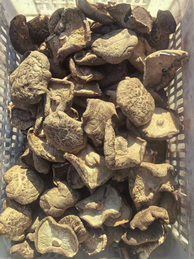 河南干香菇肉厚口感好自然晾晒量大优惠品质保障