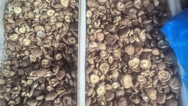 河南干香菇肉厚口感好自然晾晒量大优惠品质保障