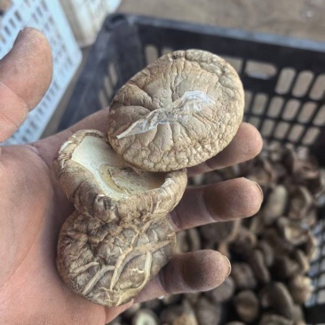 河南干香菇肉厚口感好自然晾晒量大优惠品质保障