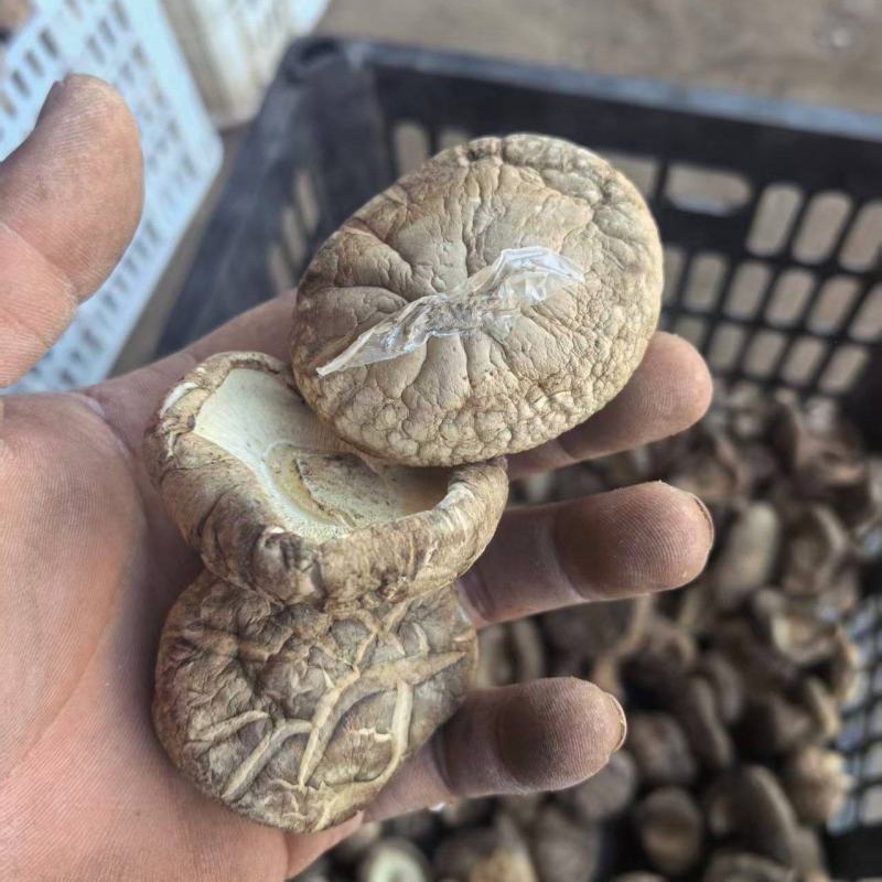 河南干香菇肉厚口感好自然晾晒量大优惠品质保障