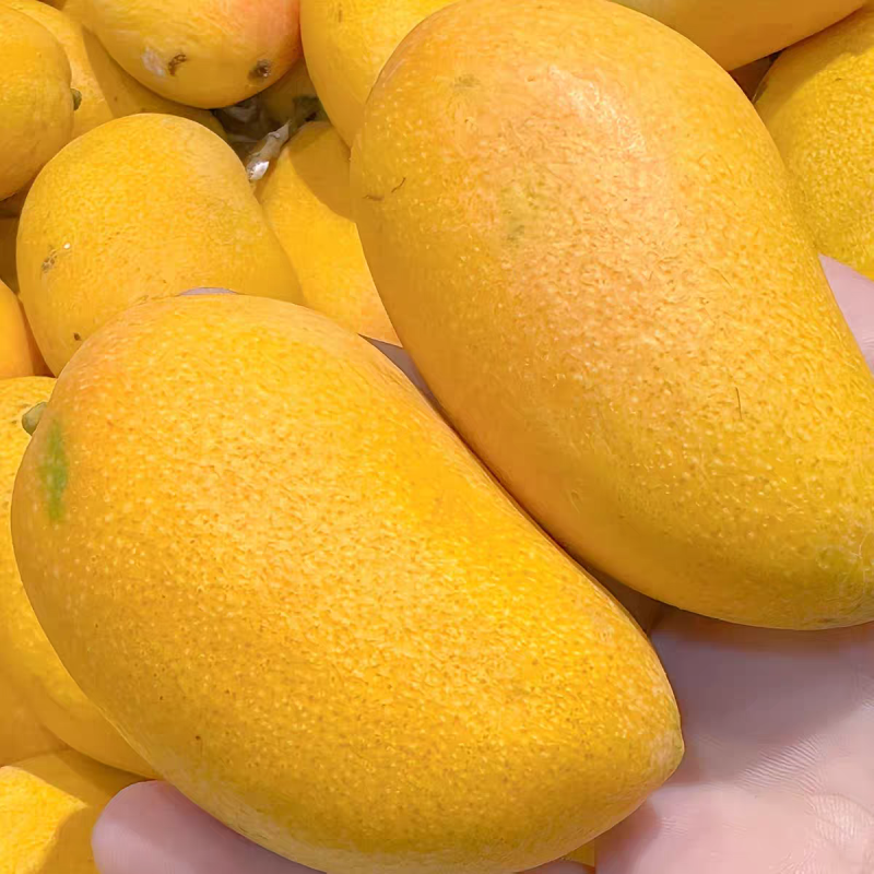 《小台芒》广西芒果/电商一件代发/可开发票/直播供应链