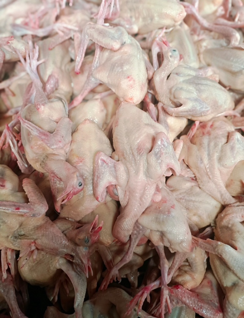 乳鸽肉品质保证价格优惠产地直发诚信经营多年视频看货