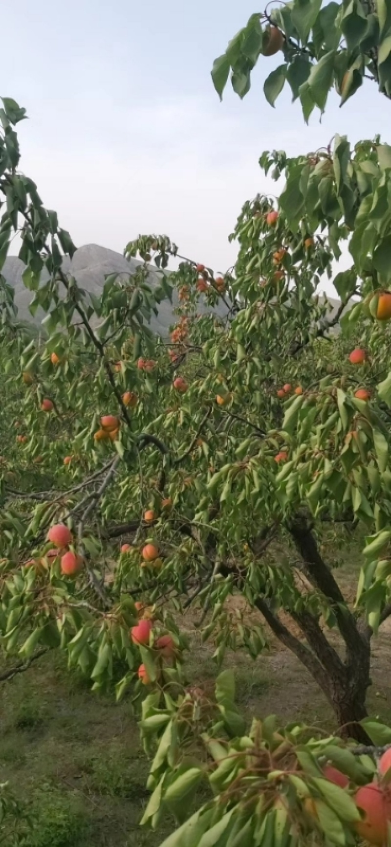 河北串枝红杏基地直发，货源充足量大从优，可视频看货，欢迎来电
