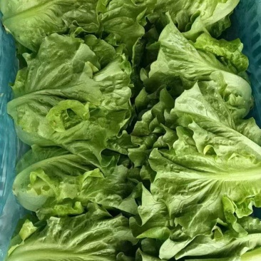 【品质】江苏南通生菜产地直供量大优惠对接全国