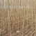 榆树基地大量供应白榆1~28公分的量大，常年供应量大