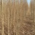 榆树基地大量供应白榆1~28公分的量大，常年供应量大