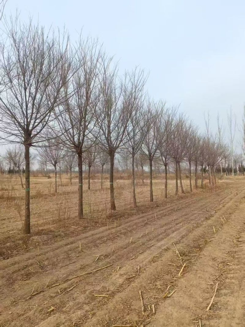 榆树基地常年供应1~30公分的榆树量大从优