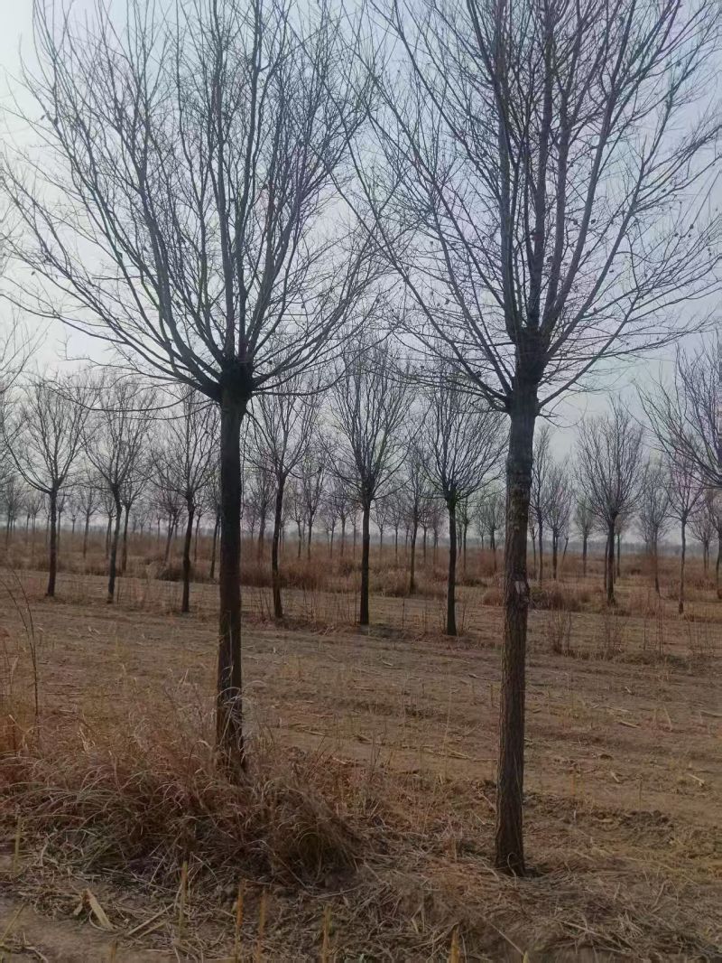 榆树基地常年供应1~30公分的榆树量大从优