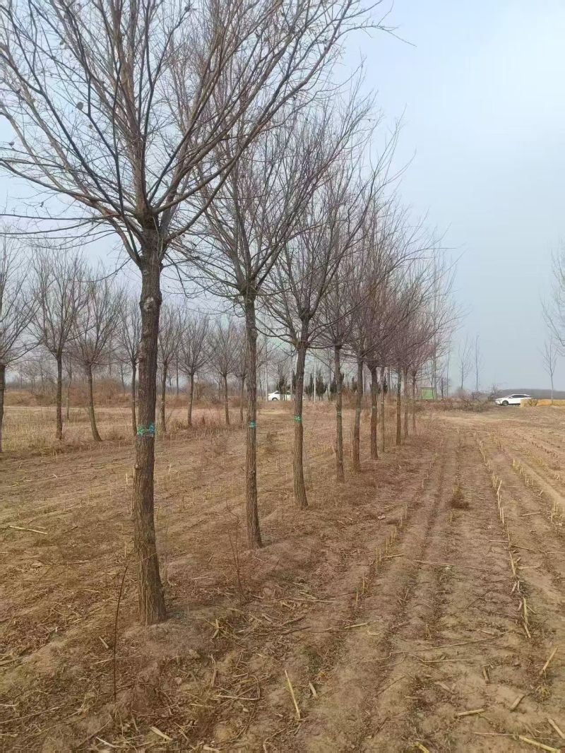 榆树基地常年供应1~30公分的榆树量大从优