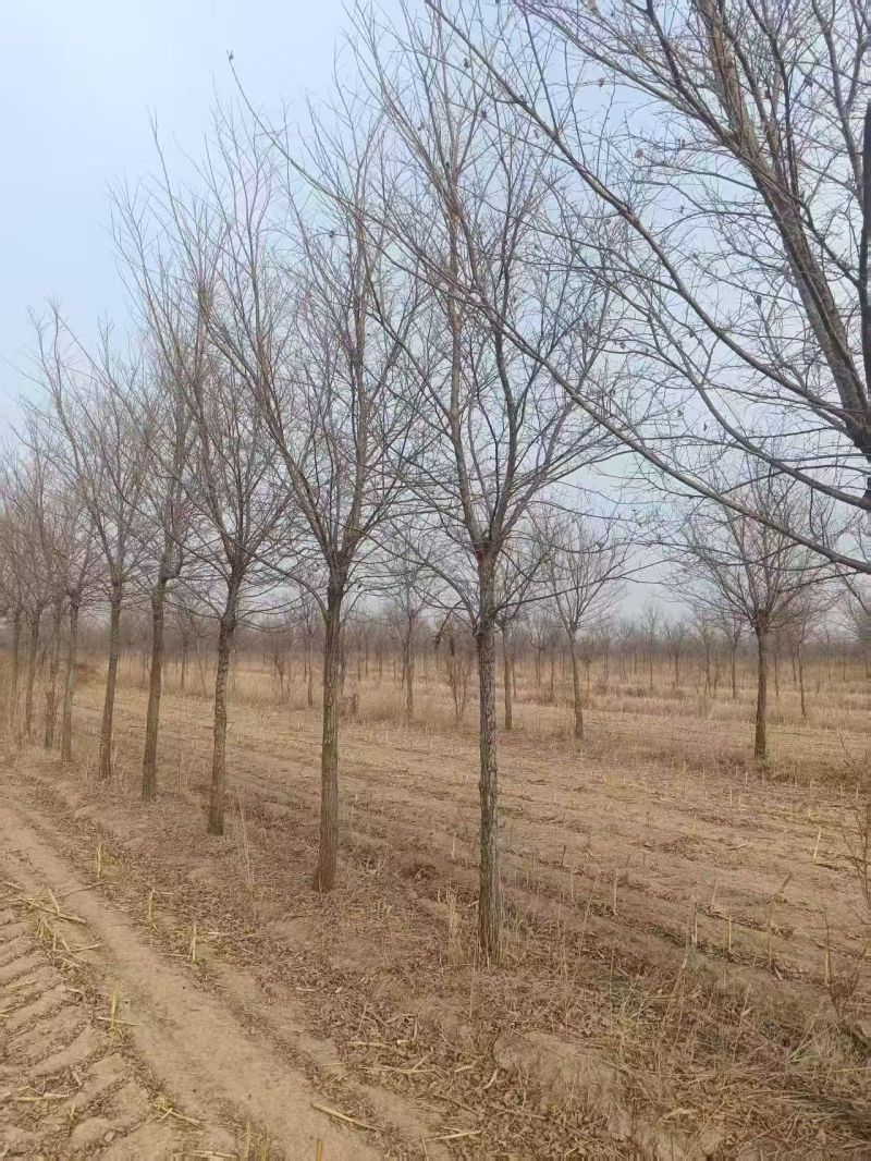 榆树基地常年供应1~30公分的榆树量大从优