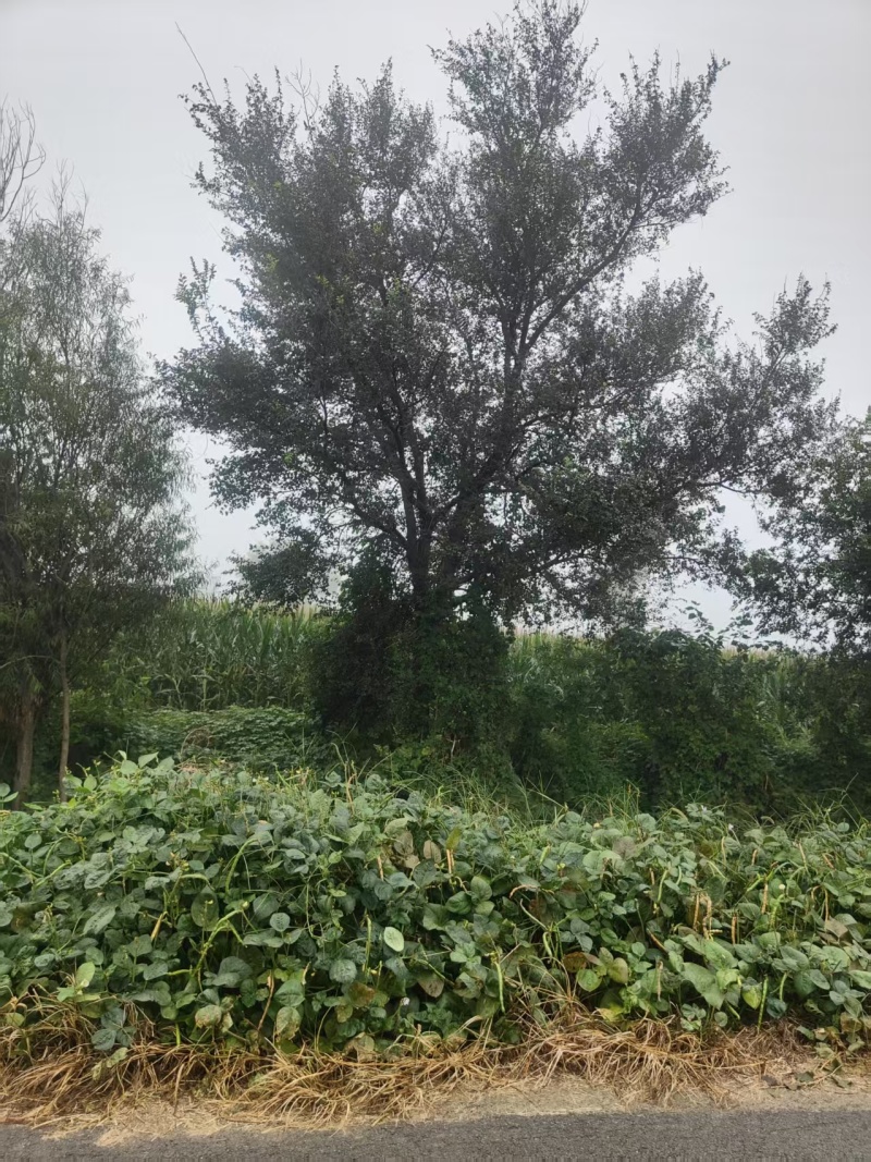 榆树基地常年供应1~30公分的榆树量大从优