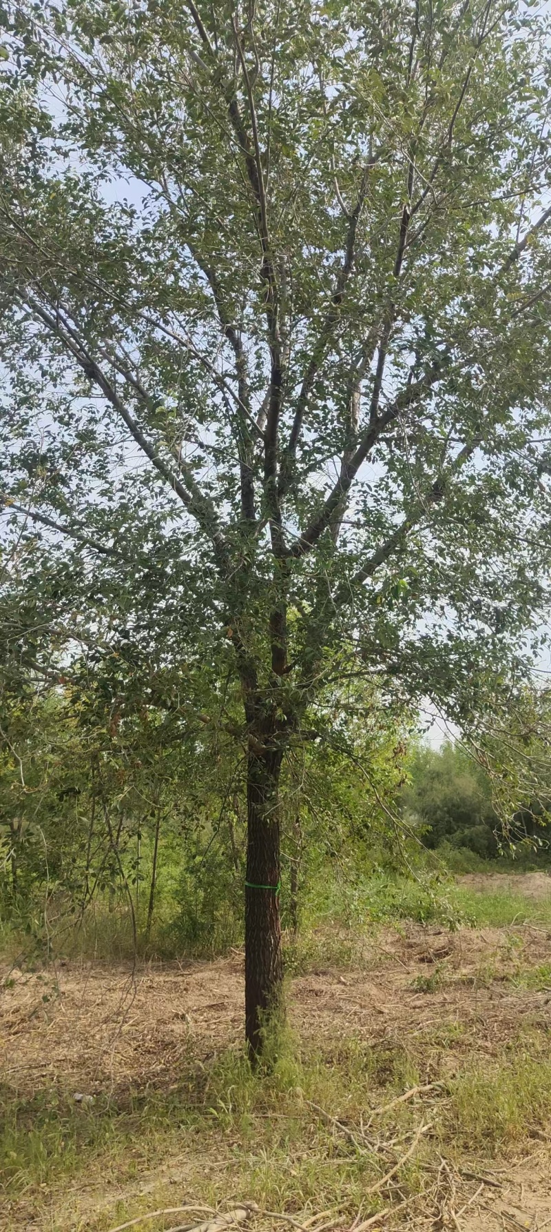 榆树基地常年供应1~30公分的榆树量大从优