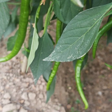 中辣线椒