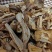 鹿茸菇大片碎菇电商货质量好价格低干净无土无沙无硫熏