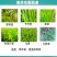 玉米除草剂丰乐虎啸46%硝磺草酮异丙草胺莠去津苗后农用药