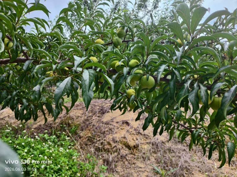 贵州蜂糖李