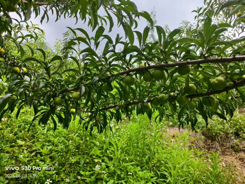 贵州蜂糖李
