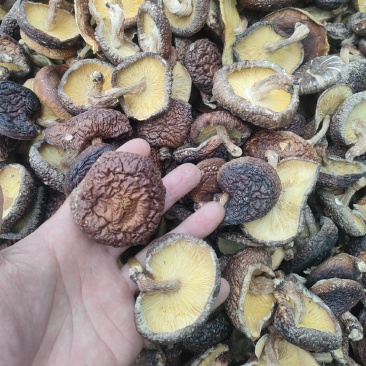 椴木香菇烤菇大片