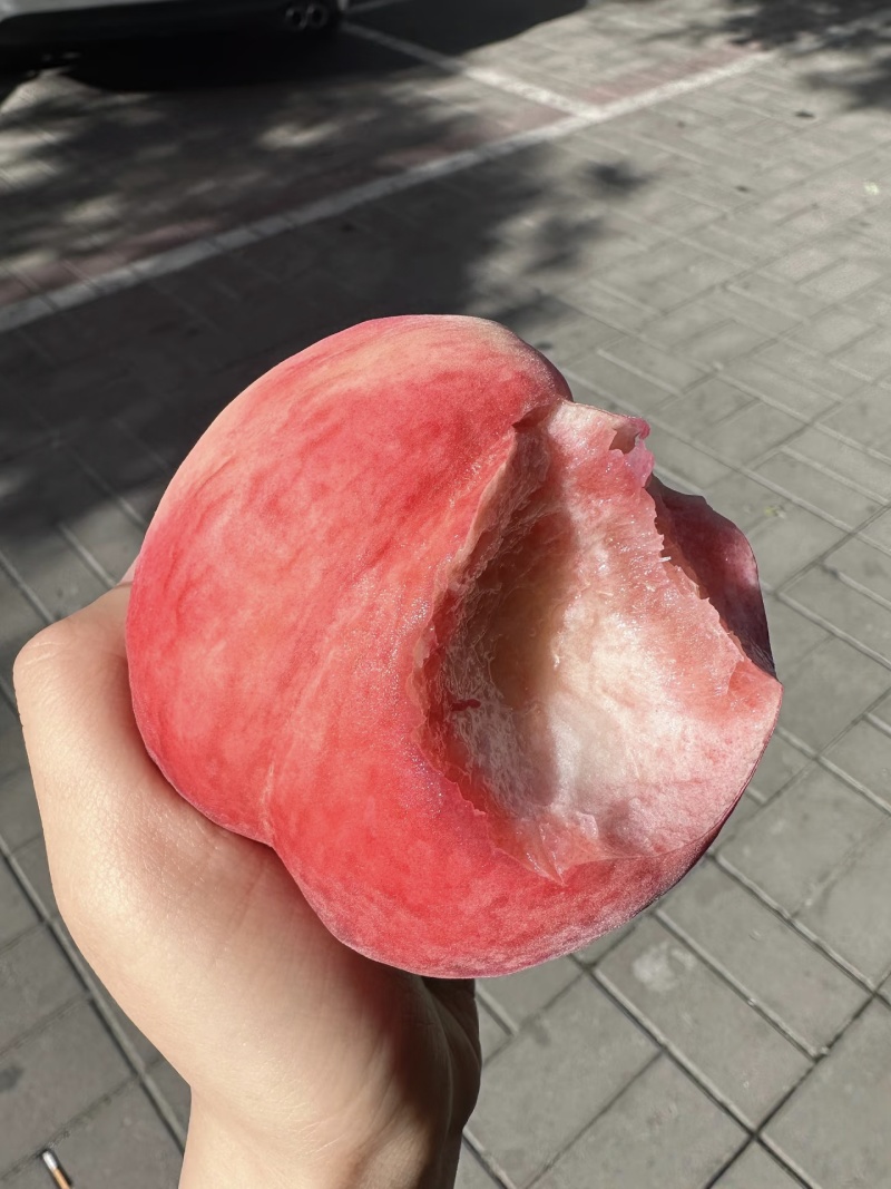 【突围桃】河北毛桃/衡水突围桃/中油油桃/规格齐全价格好