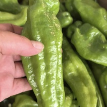 薄皮椒，对接全国批发，保质保量发货，欢迎联系合作