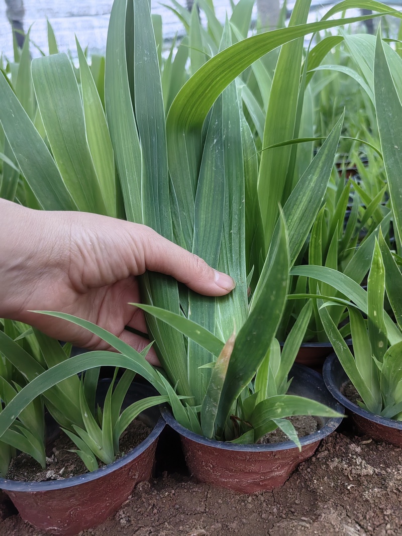 老鸢尾多芽水生植物绿化