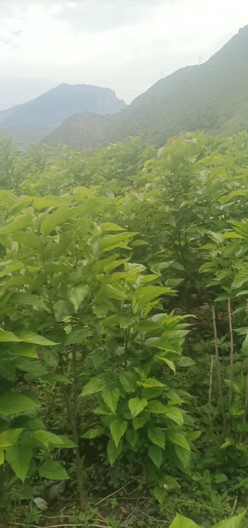 药食同源的桑树叶，枝皮