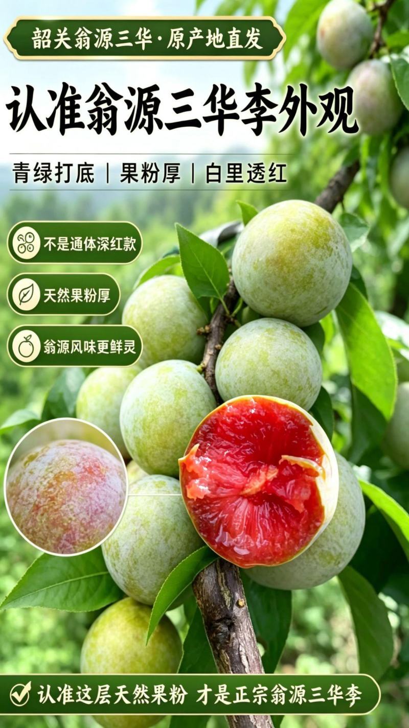 翁源三华李广东省内包邮