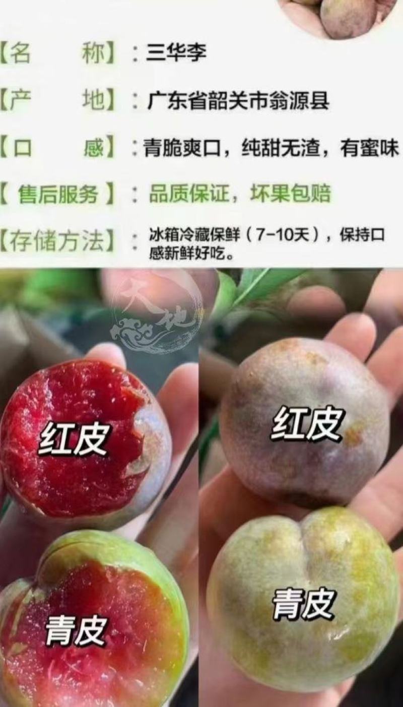翁源三华李广东省内包邮