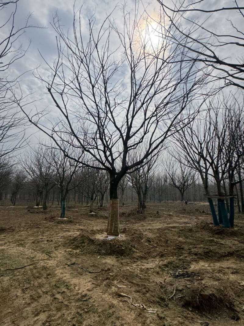 朴树，游龙朴树，各种造型，各种规格齐全，