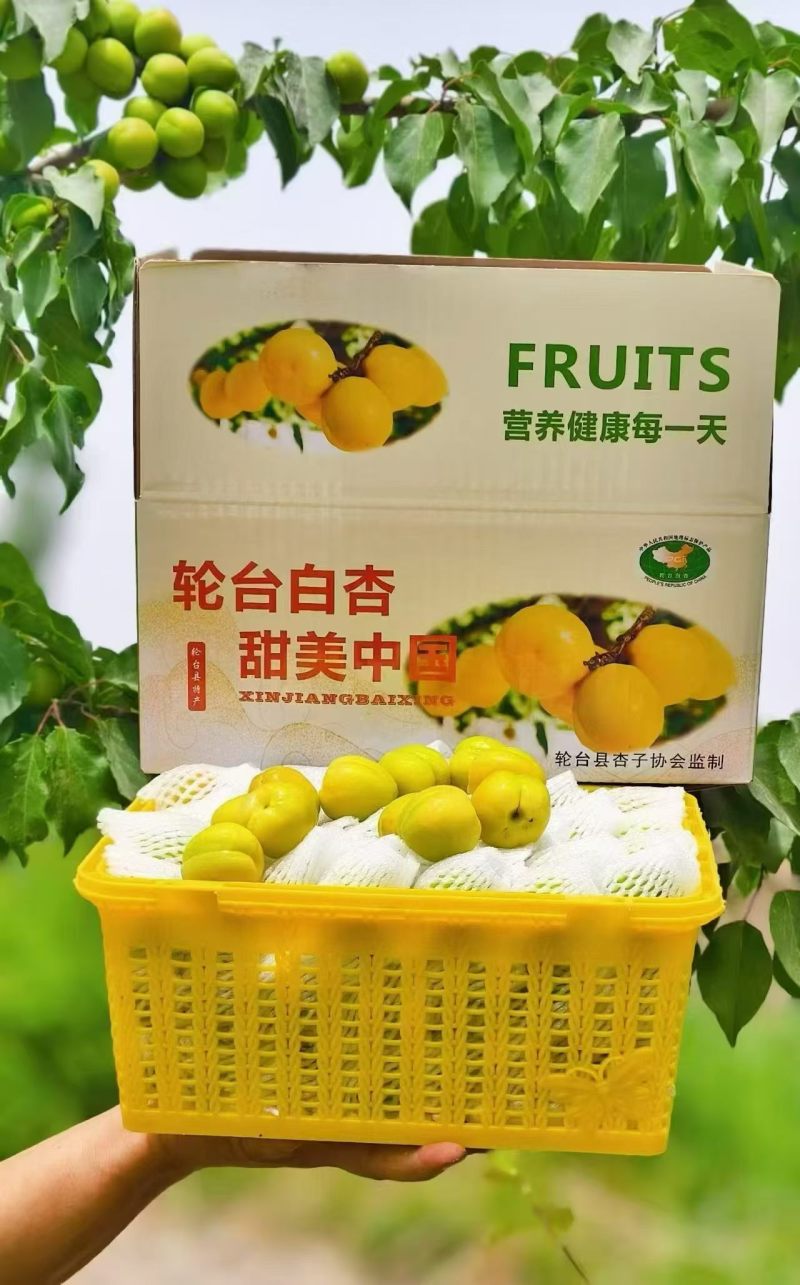 新疆轮台县小白杏