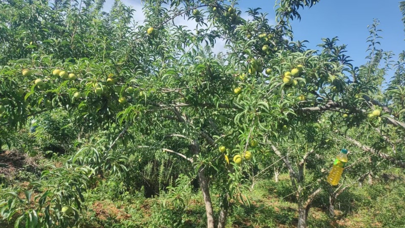 云南高海拔蜂糖李