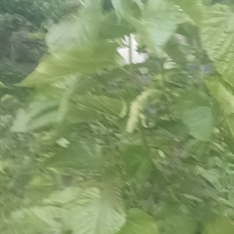 药食同源的桑树叶，枝皮