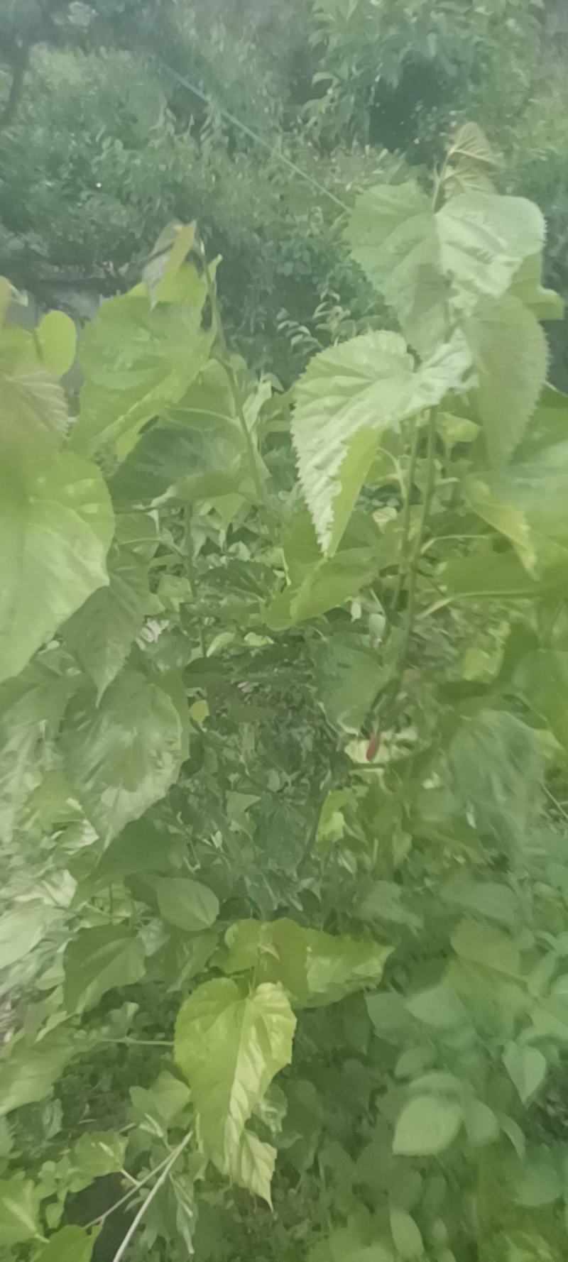 药食同源的桑树叶，枝皮