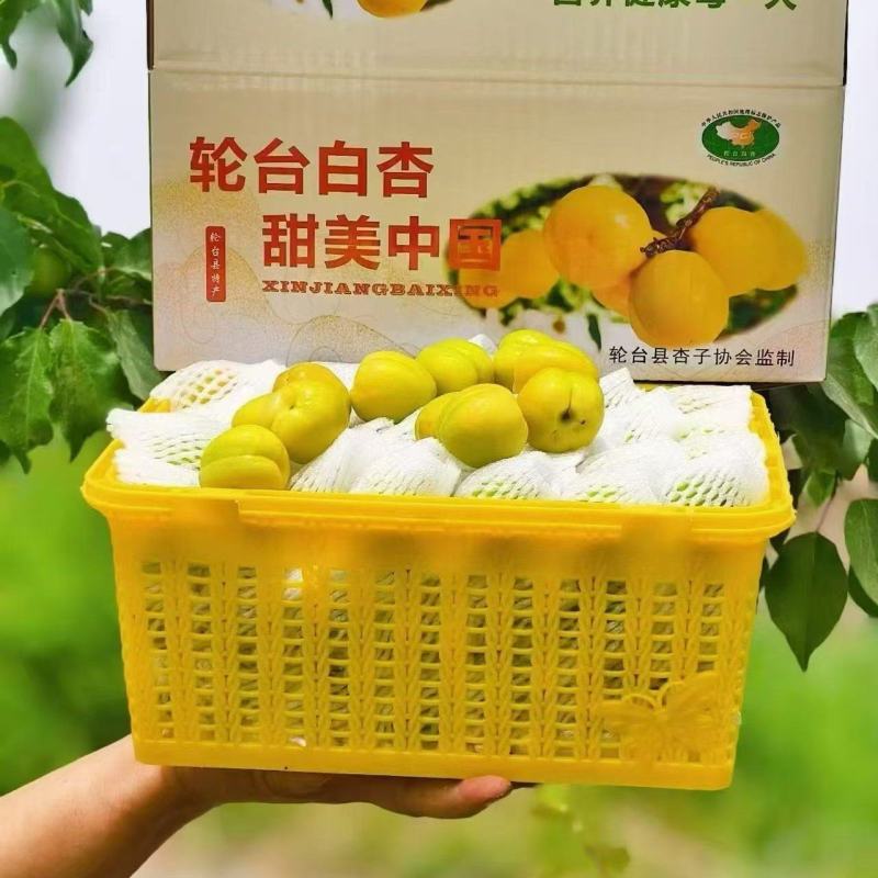 新疆轮台县小白杏