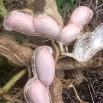 【白米花生】广东白米花生/徐闻鲜花生/现摘现发颗粒饱满