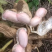 【白米花生】广东白米花生/徐闻鲜花生/现摘现发颗粒饱满