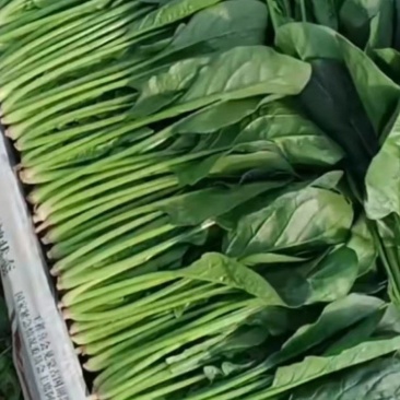 内蒙精品菠菜