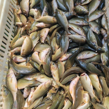 禾花鲤鱼乌鲤8钱到2两出运费可送货