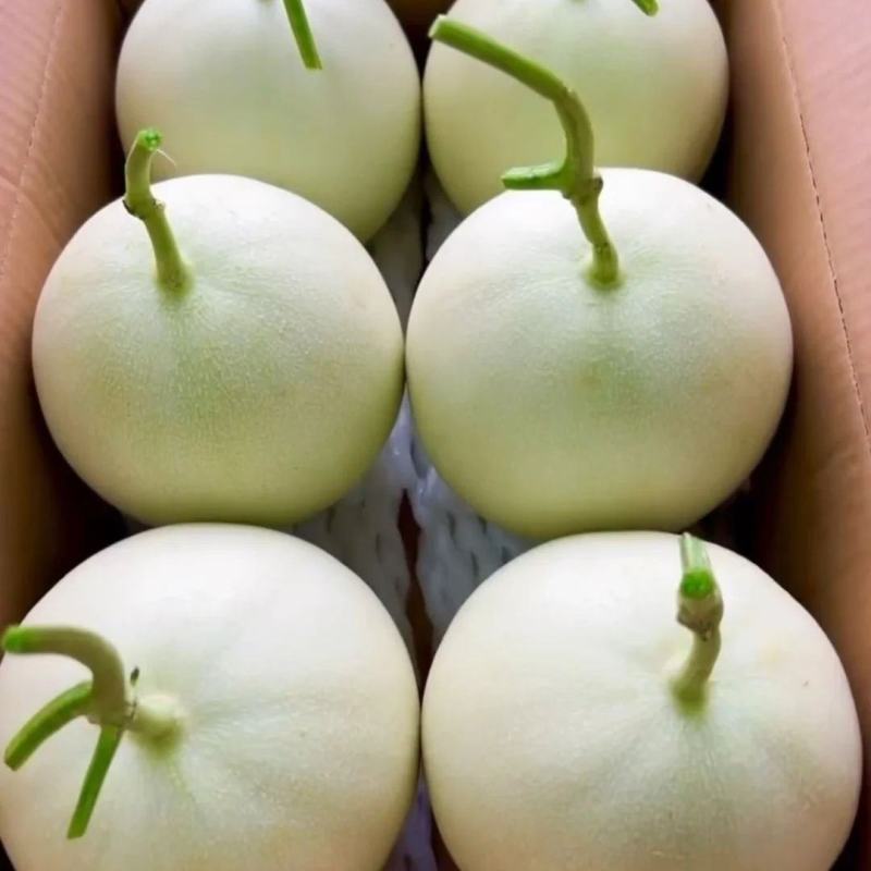 【爆甜玉菇】山东玉菇甜瓜冰淇淋当季蜜瓜现摘新鲜水果哈密瓜