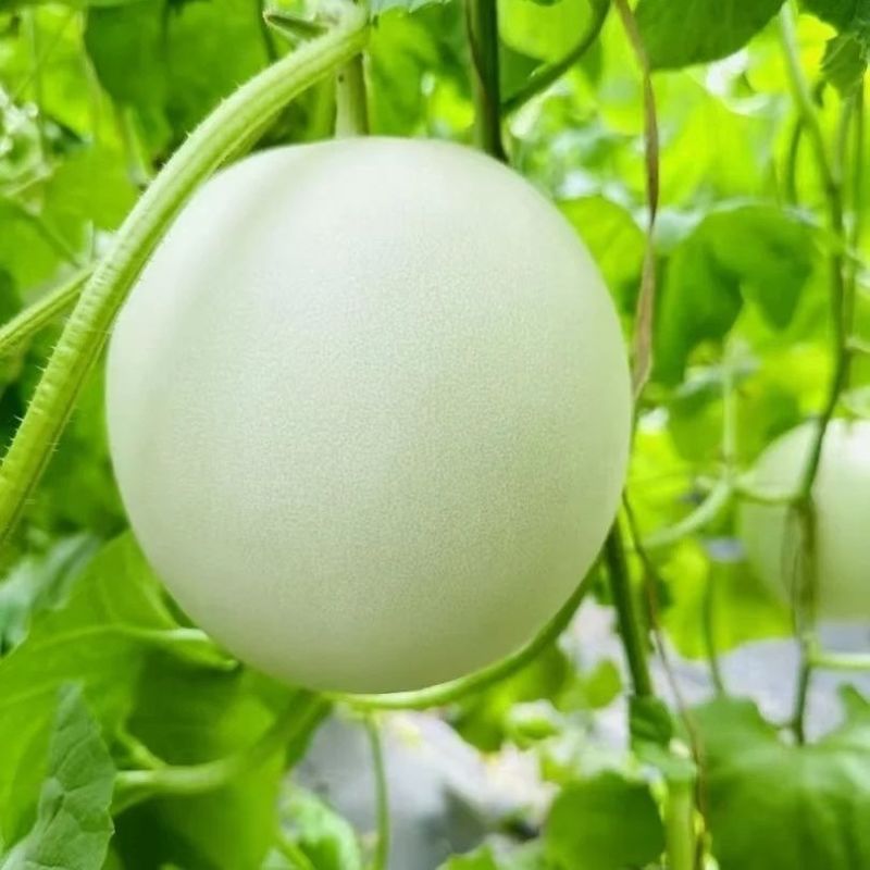 【爆甜玉菇】山东玉菇甜瓜冰淇淋当季蜜瓜现摘新鲜水果哈密瓜