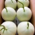 【爆甜玉菇】山东玉菇甜瓜冰淇淋当季蜜瓜现摘新鲜水果哈密瓜