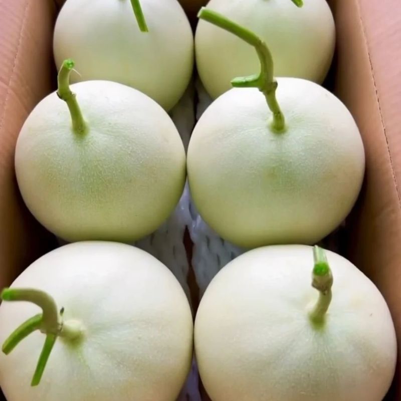 【爆甜玉菇】山东玉菇甜瓜冰淇淋当季蜜瓜现摘新鲜水果哈密瓜