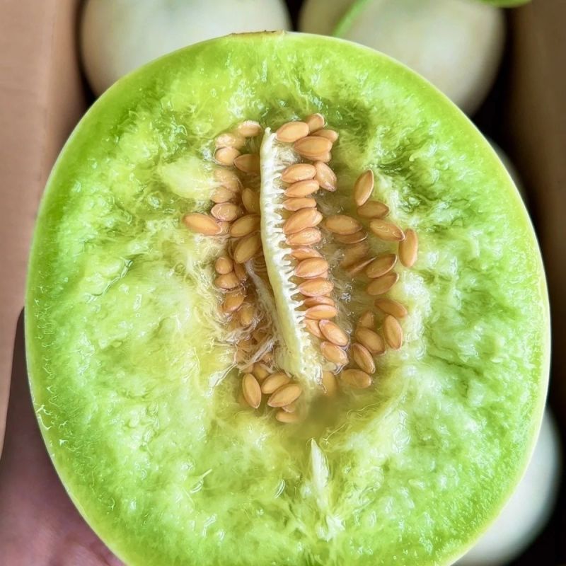 【爆甜玉菇】山东玉菇甜瓜冰淇淋当季蜜瓜现摘新鲜水果哈密瓜