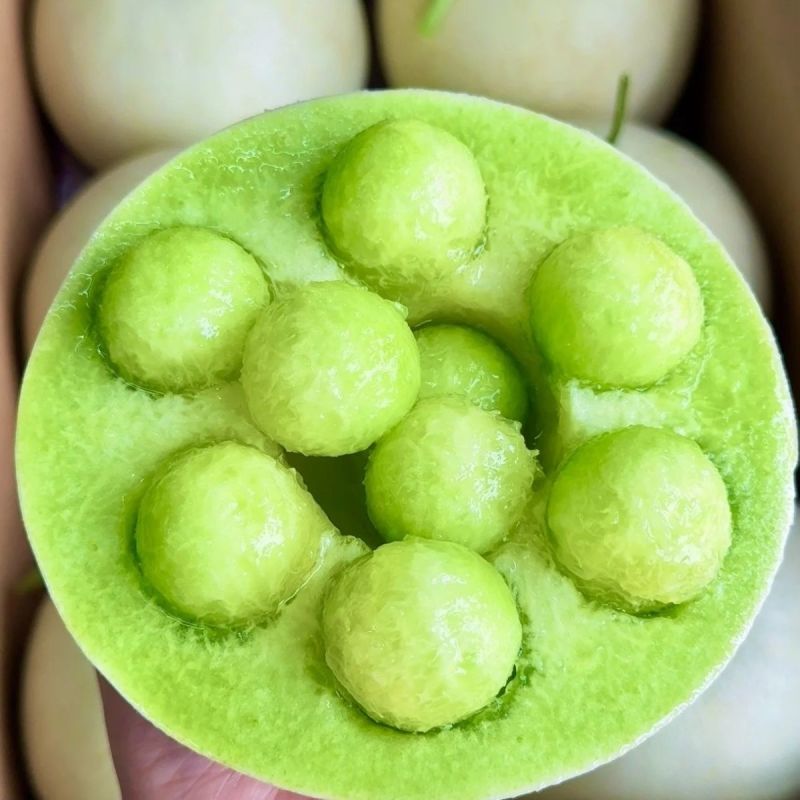 【爆甜玉菇】山东玉菇甜瓜冰淇淋当季蜜瓜现摘新鲜水果哈密瓜