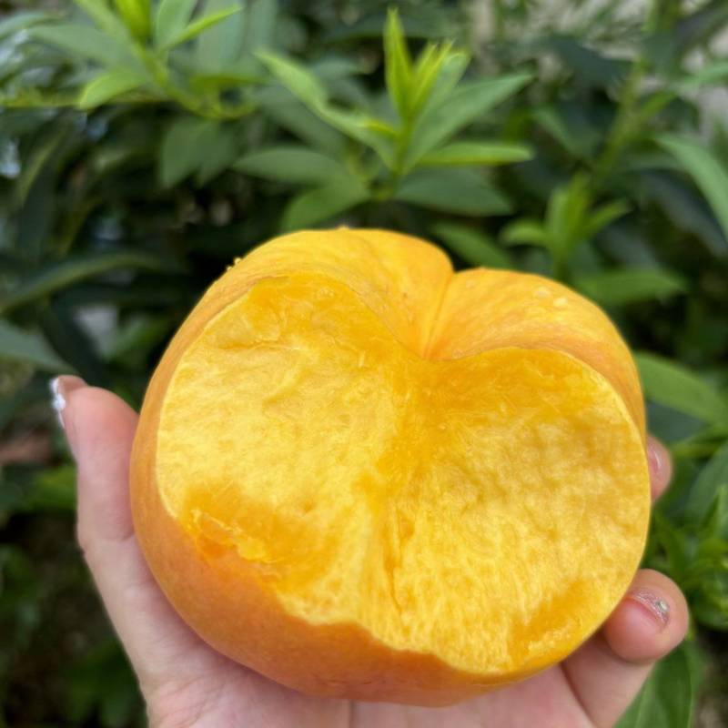 【油桃】河北油桃/中油4号/油蟠桃/品种齐全对接全网