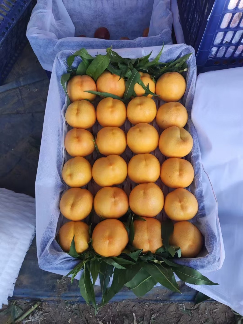 【油桃】河北油桃/中油4号/油蟠桃/品种齐全对接全网